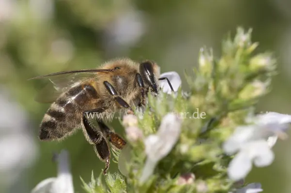Fokus-Natur Bild