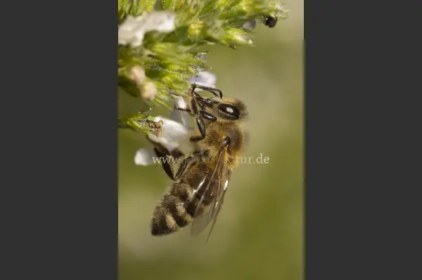 Fokus-Natur Bild