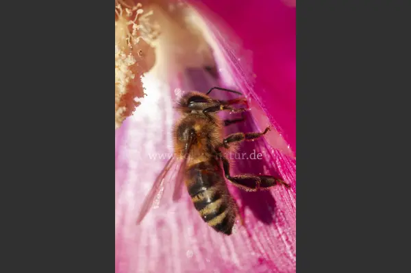 Fokus-Natur Bild