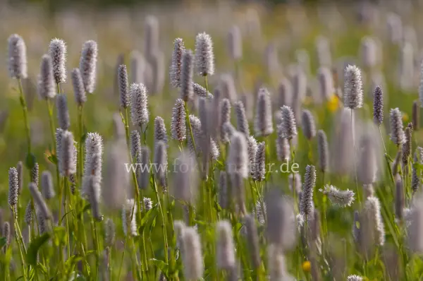 Fokus-Natur Bild