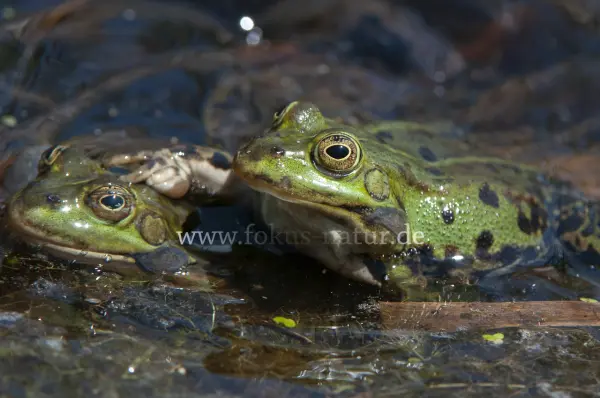 Fokus-Natur Bild