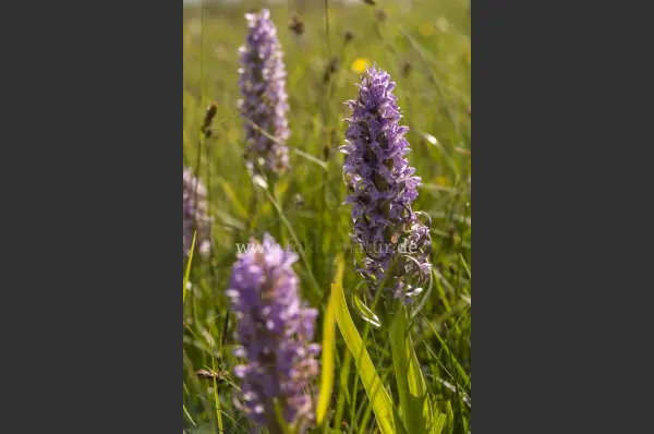 Fokus-Natur Bild