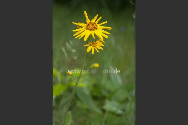 Fokus-Natur Bild