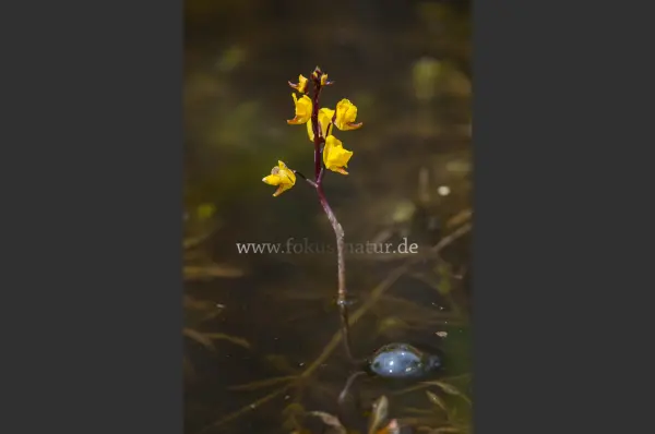 Fokus-Natur Bild