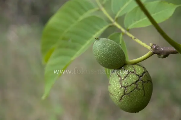 Fokus-Natur Bild