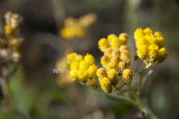Fokus-Natur Bild