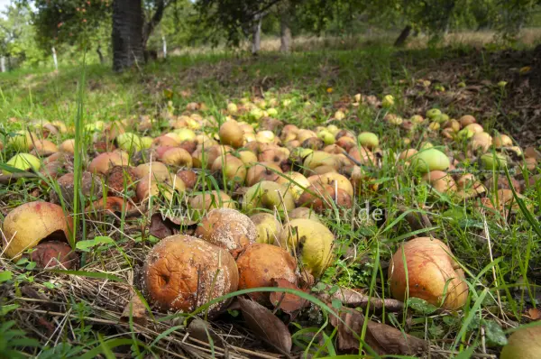 Fokus-Natur Bild