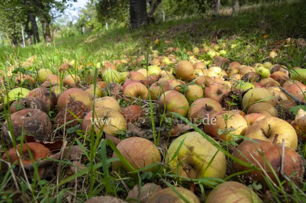 Fokus-Natur Bild