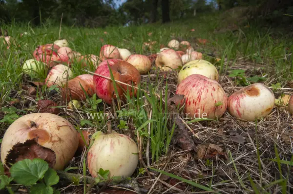 Fokus-Natur Bild