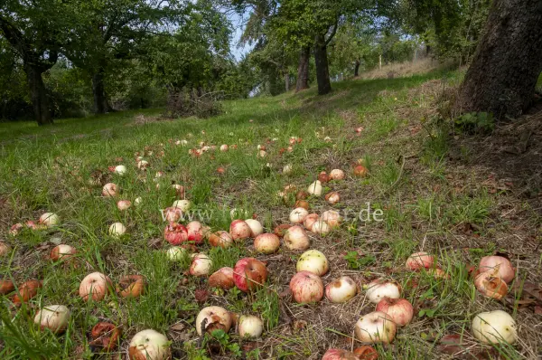 Fokus-Natur Bild