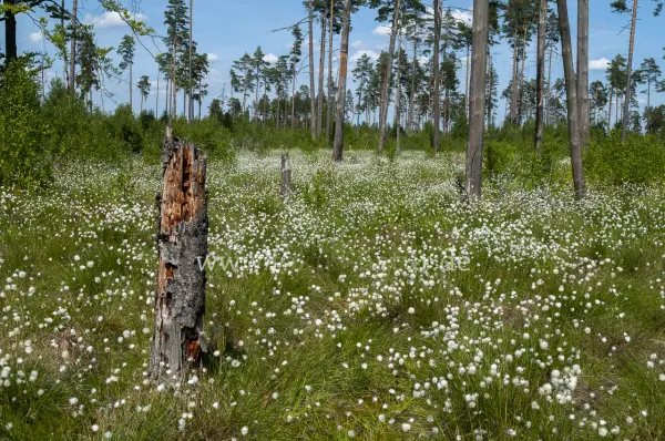 Fokus-Natur Bild