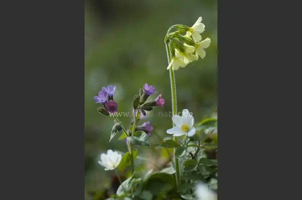 Fokus-Natur Bild