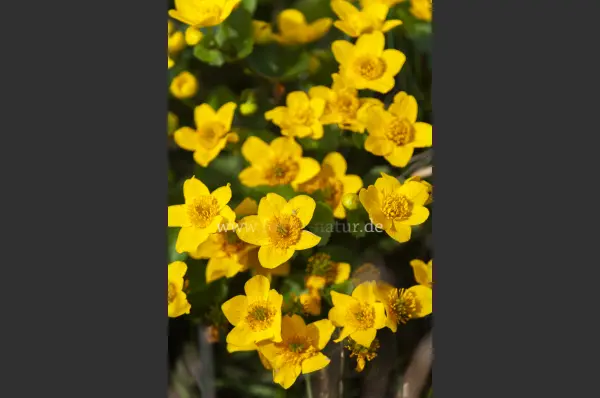 Fokus-Natur Bild