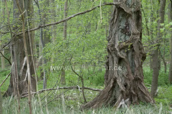 Fokus-Natur Bild