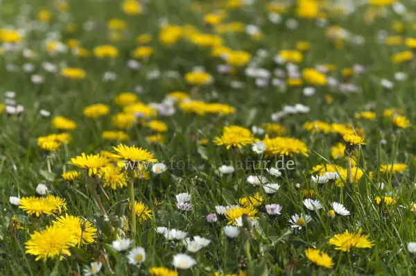 Fokus-Natur Bild