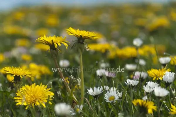 Fokus-Natur Bild