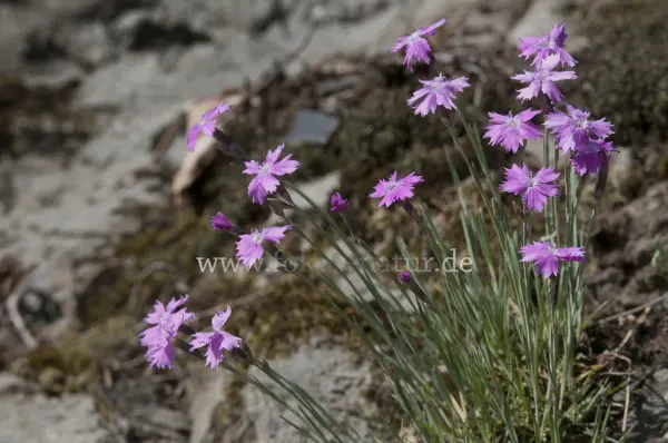Fokus-Natur Bild