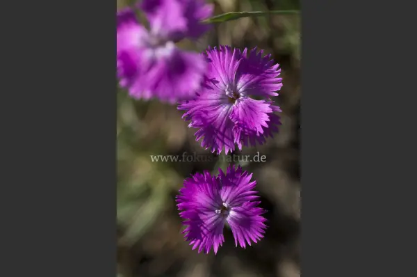 Fokus-Natur Bild