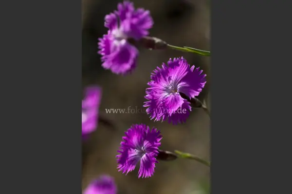 Fokus-Natur Bild