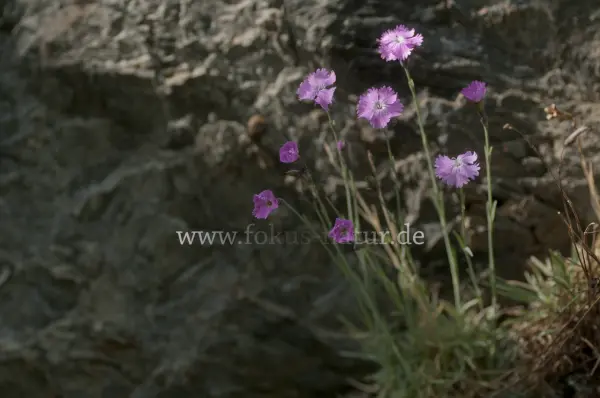 Fokus-Natur Bild