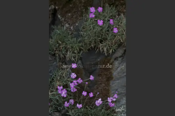 Fokus-Natur Bild