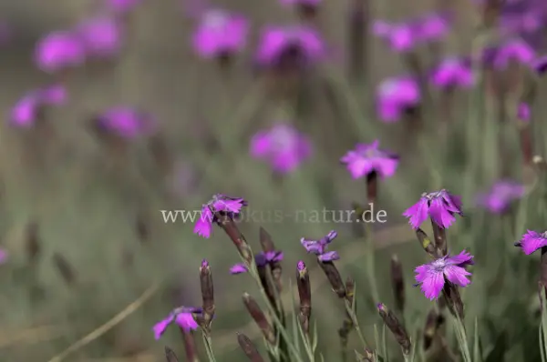 Fokus-Natur Bild