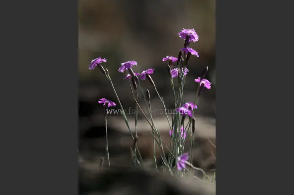 Fokus-Natur Bild