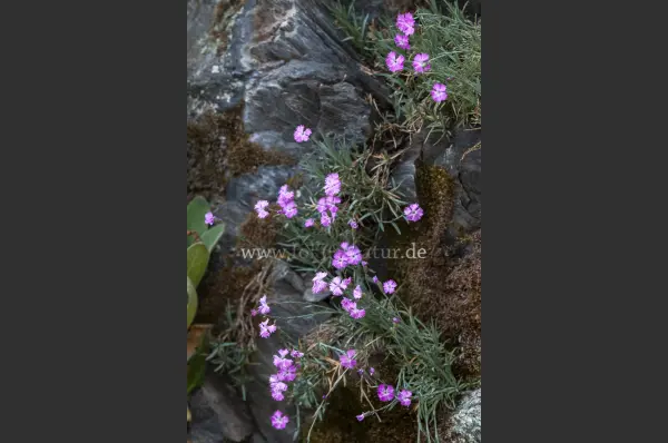 Fokus-Natur Bild
