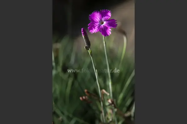 Fokus-Natur Bild