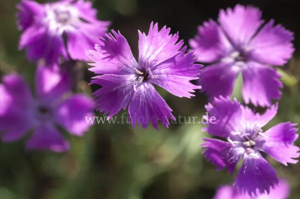 Fokus-Natur Bild