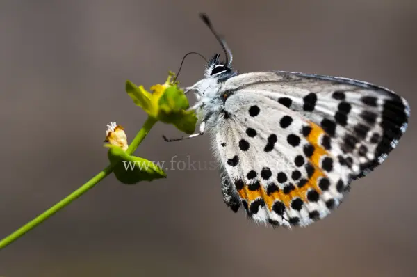 Fokus-Natur Bild