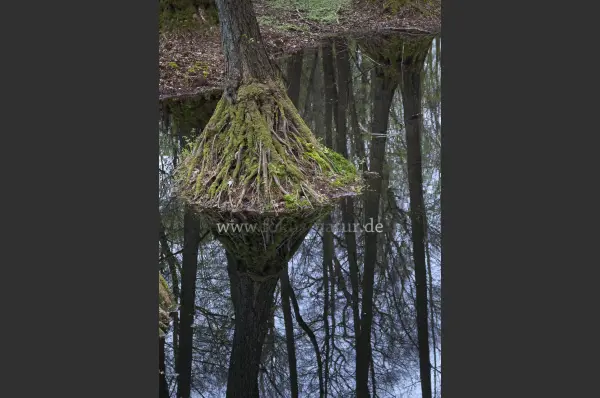 Fokus-Natur Bild