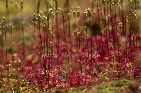 Fokus-Natur Bild