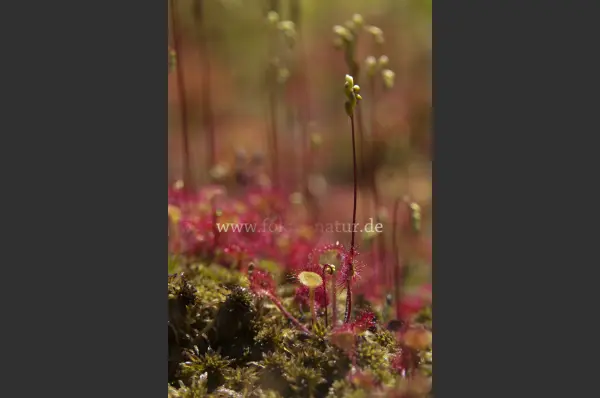 Fokus-Natur Bild