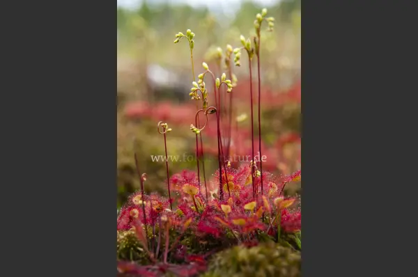 Fokus-Natur Bild