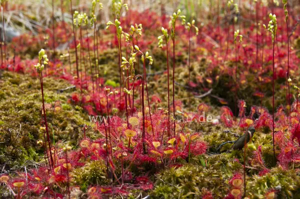 Fokus-Natur Bild
