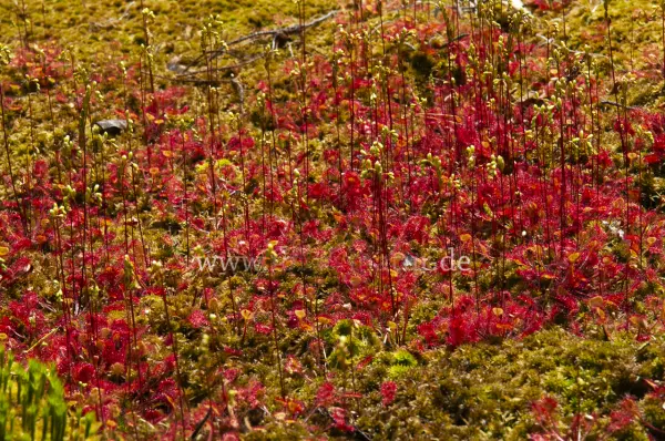 Fokus-Natur Bild