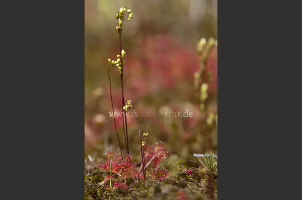 Fokus-Natur Bild