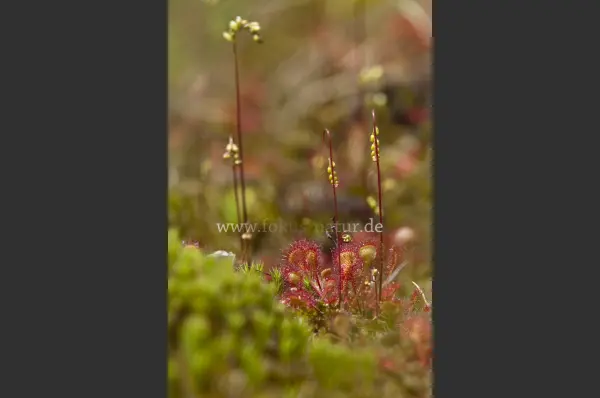 Fokus-Natur Bild
