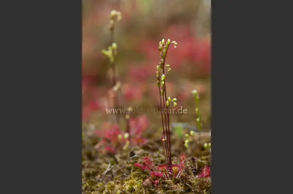 Fokus-Natur Bild