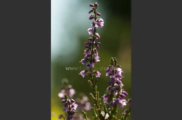 Fokus-Natur Bild