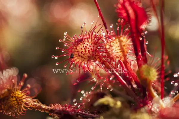 Fokus-Natur Bild