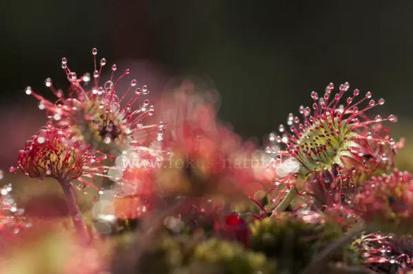 Fokus-Natur Bild