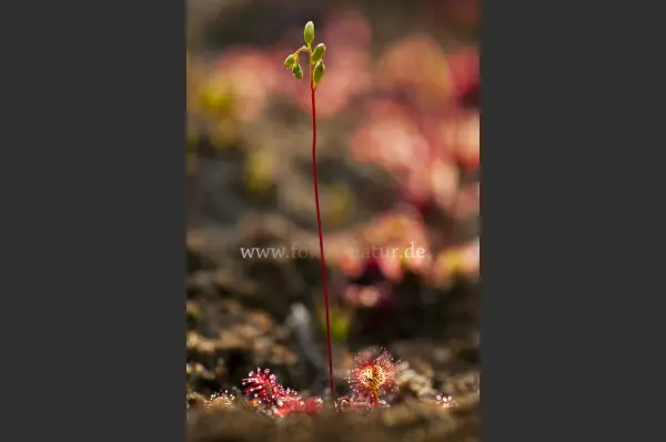 Fokus-Natur Bild