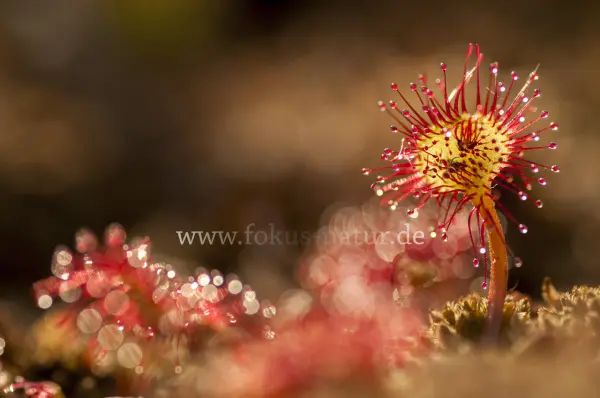 Fokus-Natur Bild
