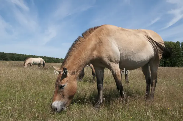 Fokus-Natur Bild