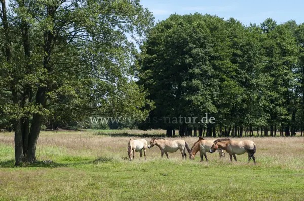 Fokus-Natur Bild