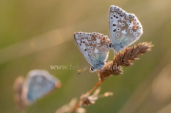 Fokus-Natur Bild