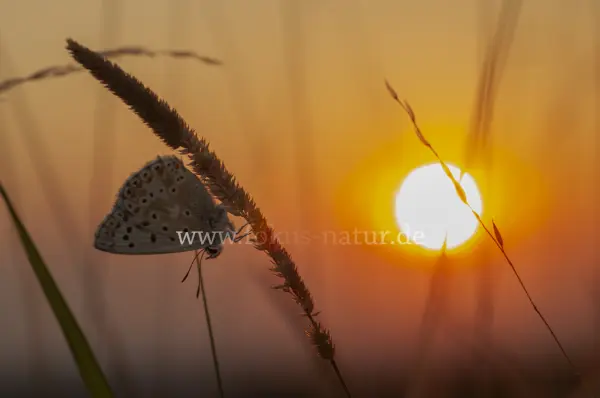 Fokus-Natur Bild