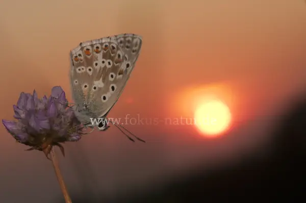 Fokus-Natur Bild